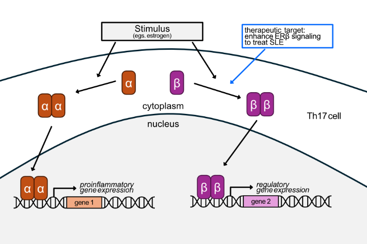 Depiction of estrogen signaling