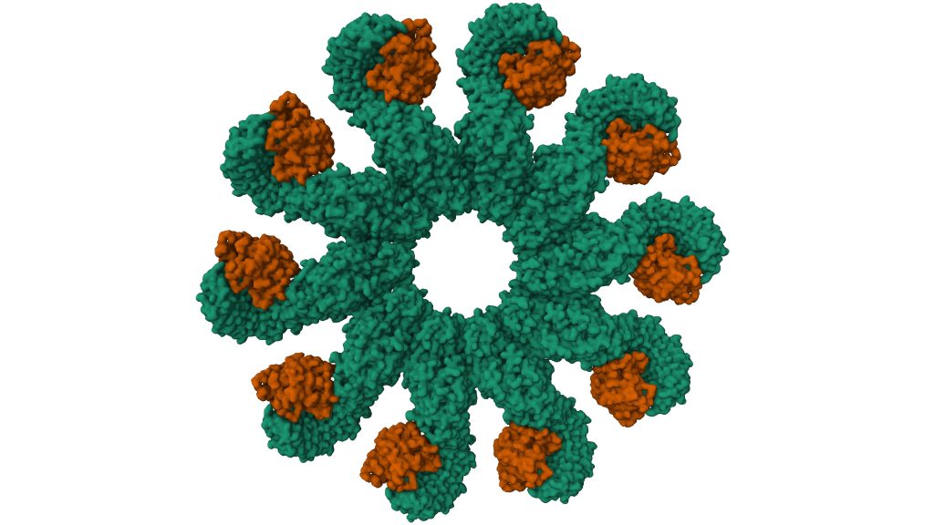 Inflammasom