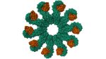 Inflammasom